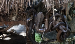 Người đàn ông bị rắn hổ mang chúa cắn 4 lần không chết