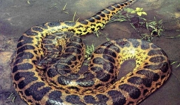 Tận mục loài 'quái vật ăn thịt người' đáng sợ nhất lục địa đen