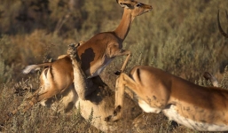 Linh dương thoát chết ngoạn mục trước hàm sư tử chột mắt