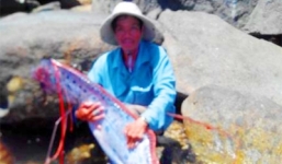 Thực hư chuyện câu được 'rồng biển' và điềm báo sóng thần