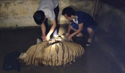 Bị truy đuổi, ném hai con hổ còn sống xuống đường