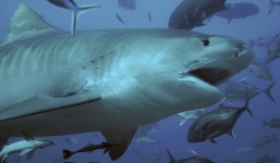 Hàng trăm con cá mập điên cuồng 'xẻ thịt' cá voi khổng lồ