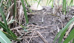 Hậu Giang: Phát hiện thi thể phụ nữ bị cưỡng hiếp ở rẫy mía