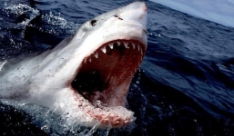 Nỗi khiếp sợ những 'thủy quái' trên biển Đông