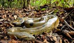 Cận cảnh loài 'quái vật' đáng sợ màu lạ vùng đầm lầy Amazon