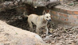 Cô giáo cho học sinh ăn thức ăn của chó