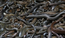 Rùng mình khám phá đảo rắn độc kinh khủng nhất thế giới