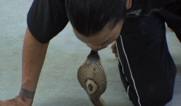 Kinh hãi chứng kiến màn biểu diễn hôn, cắn rắn độc