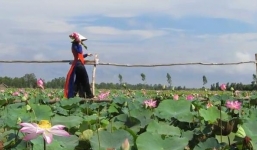 Mùa sen, về miền Tây ngắm đồng sen Tháp Mười