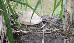 Bắt hung thủ giết người rồi hiếp dâm xác nạn nhân trong rẫy mía