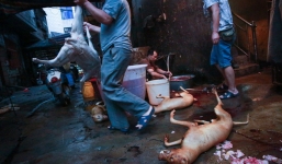 Rùng mình những hình ảnh khủng khiếp trong lễ hội ăn thịt chó 