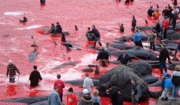 Kinh hãi cảnh sát hại dã man hàng chục con cá voi ở Nhật Bản