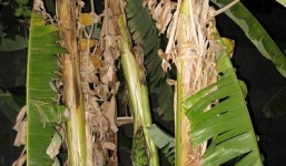 Chuyện lạ: Chuối vỡ 'bầu', trổ buồng giữa thân