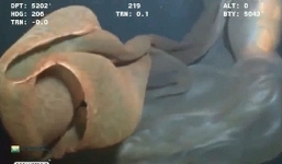 Phát hiện quái vật lạ khổng lồ trôi nổi gần giàn khoan dầu