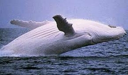 Phát hiện cá voi lưng gù bạch tạng cực hiếm 