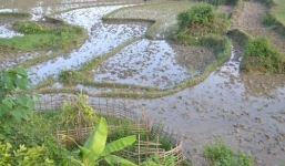 Về nơi người dân đào ruộng nhặt được cả nắm vàng