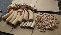 Lô ngà voi trị giá 4 tỷ đồng, được phù phép thành thực phẩm