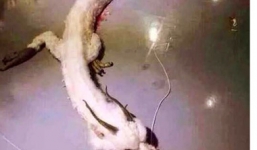 Kinh ngạc rồng trắng bị bắn hạ ở Malaysia