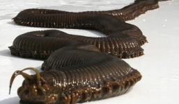 Tận mục những loài 'quái vật' đáng sợ dưới lòng đại dương