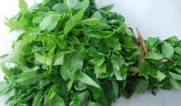 Những lưu ý tuyệt đối không được bỏ qua khi ăn rau ngót