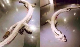 Sự thật thông tin rồng trắng bị bắn hạ ở Malaysia