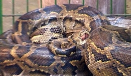 Xem báo gấm hạ sát trăn 'khủng' 4 mét