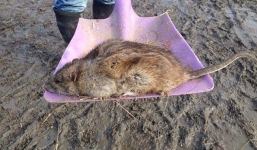 Chuột khổng lồ xuất hiện hàng loạt tại Anh đe doạ cuộc sống con người