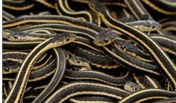 Kinh hoàng khi thăm quan  biển rắn khổng lồ ở Canada