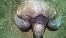 Rùa lạ 'khổng lồ' mắc vào lưới ngư dân