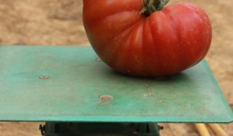 Cận cảnh vườn cà chua khủng 1kg 1 trái