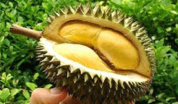 Những tác hại khôn lường khi ăn sầu riêng sai cách