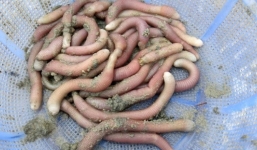  Đặc sản tiến vua có vàng vẫn...khó mua