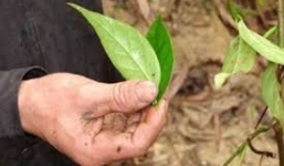 Buồn tình, nữ cán bộ xã ăn lá ngón tự tử