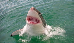 Rùng mình tận mục hàm cá mập trắng đáng sợ 