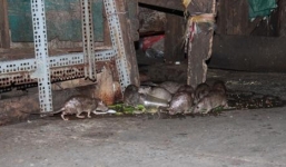 Chuột đại náo Sài Gòn, người dân hoảng sợ mang đồ ăn ra 'mời' để được bình yên