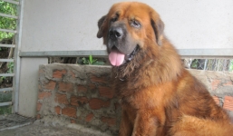 Thú chơi chó ngao tiền tỷ ở Sài Gòn