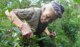 'Thung lũng tiên” và những bí ẩn về loài kỳ thảo trường thọ