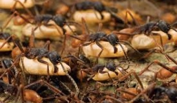 Tận mục khả năng tàn sát kinh hoàng của loài kiến quân đội