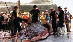 Kinh hoàng chứng kiến cảnh mổ xẻ cá voi khủng đẫm máu