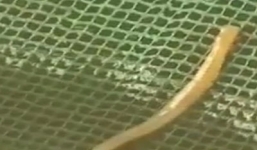 Cận cảnh sinh vật lạ hủy diệt cá hàng loạt ở Kiên Giang