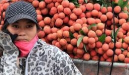 Thực hư việc vải Trung Quốc nhập ngược về Việt Nam