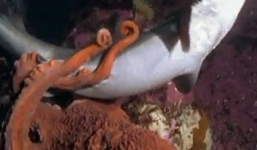 Cận cảnh cuộc chiến sinh tử giữa 2 quái vật của đại dương