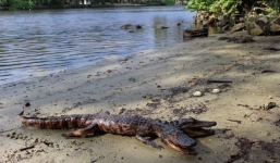 Phát hiện cá sấu hai đầu hiếm gặp ở Florida