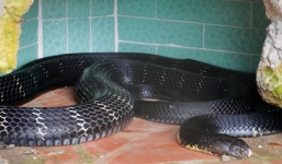 Xem hổ mang đen châu Phi nuốt chửng đồng loại