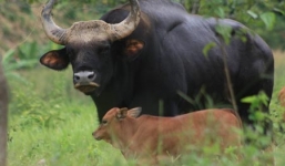 Phát hiện 2 con bò tót 'khủng' nặng gần 1 tấn ở Phú Yên