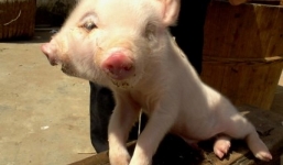 Xuất hiện heo 'quái vật' có 2 mõm kỳ dị