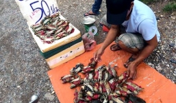 Cua biển nằm ngửa 50.000 đồng/con tràn vỉa hè Hà Nội 