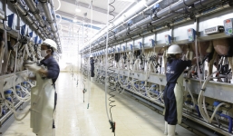 Tại sao bầu Đức dám nuôi hơn 230.000 con bò?