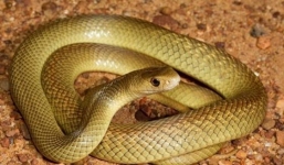 Tận mục loài rắn cực độc thứ 2 thế giới ở Australia