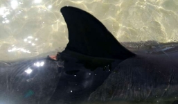 Cá heo mỏ kìm quý hiếm dạt vào bờ biển